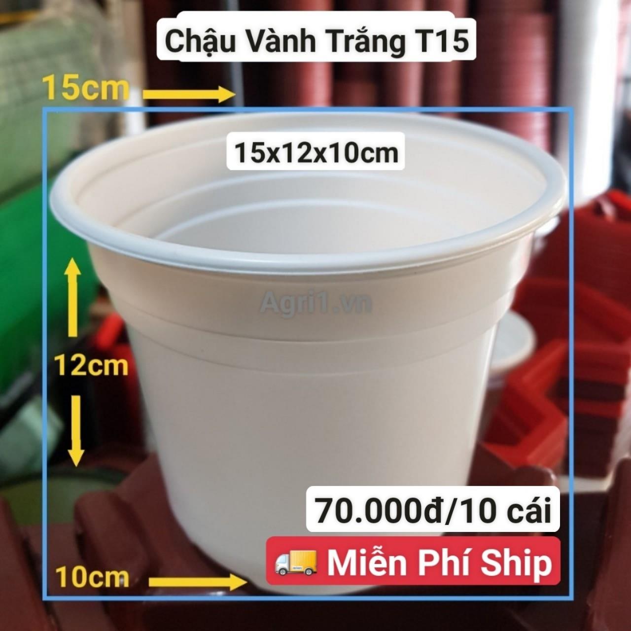 10 Chậu Vành Trắng T15