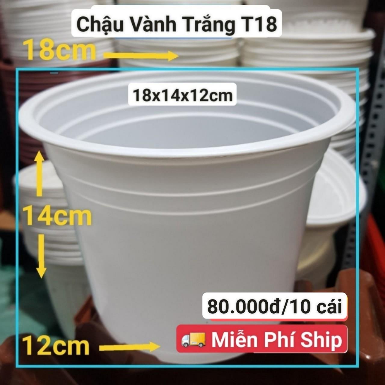 10 Chậu Vành Trắng T18