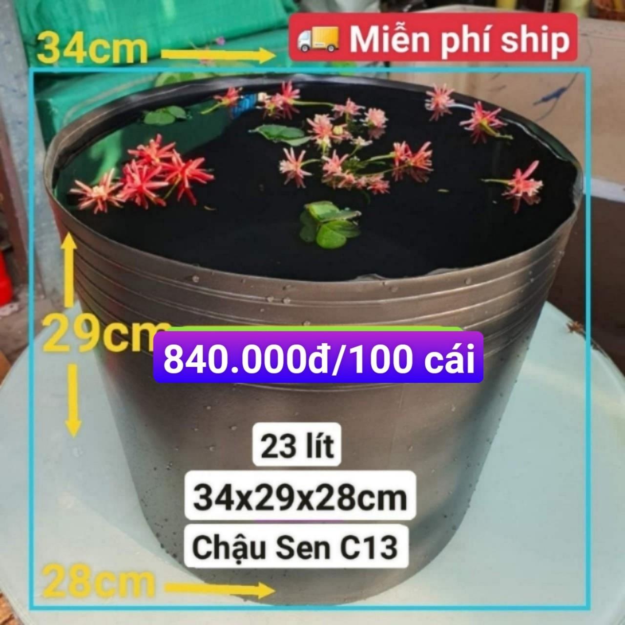 100 Chậu Nhựa Trồng Sen C13