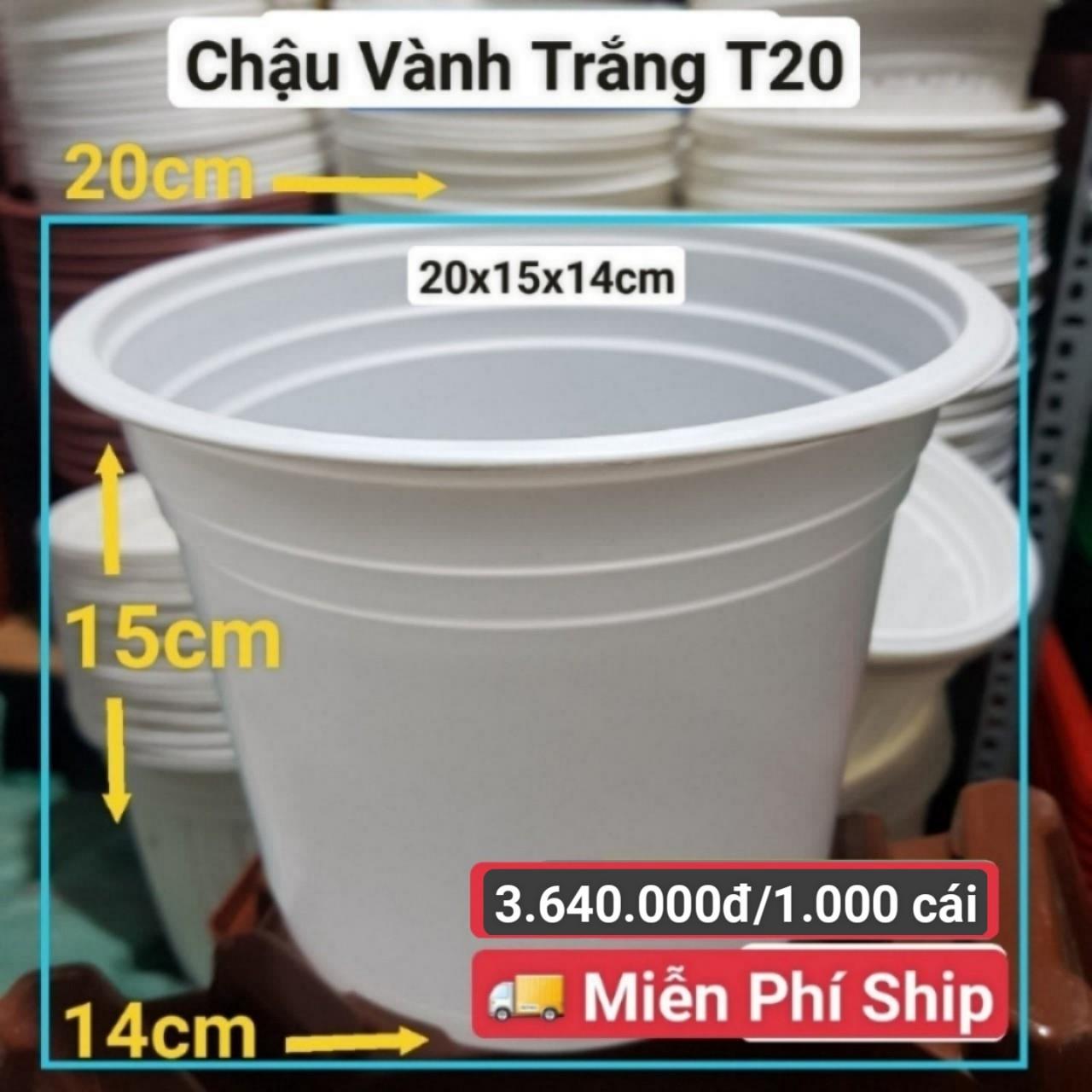 1000 Chậu Vành Trắng T20
