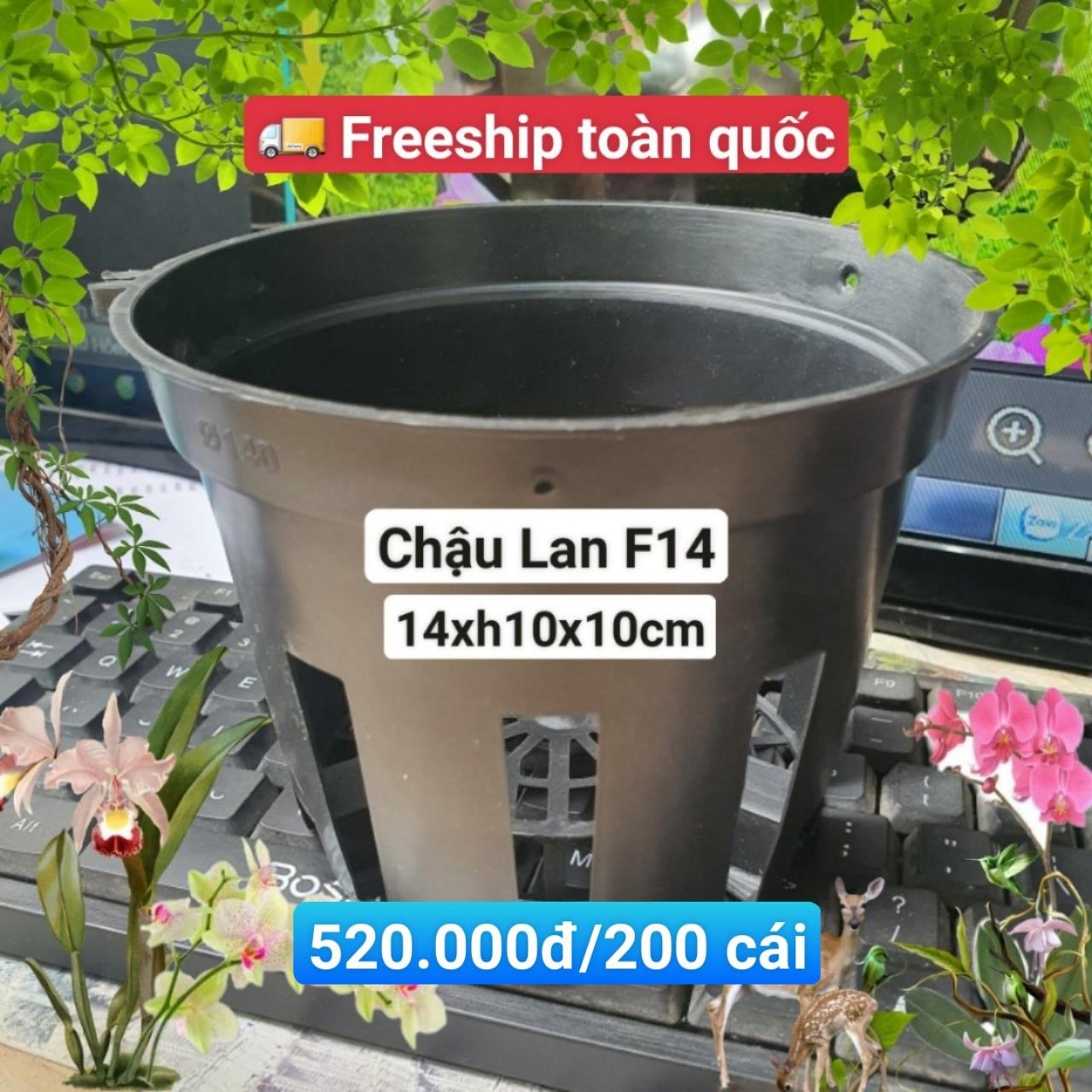 200 Chậu Lan F14