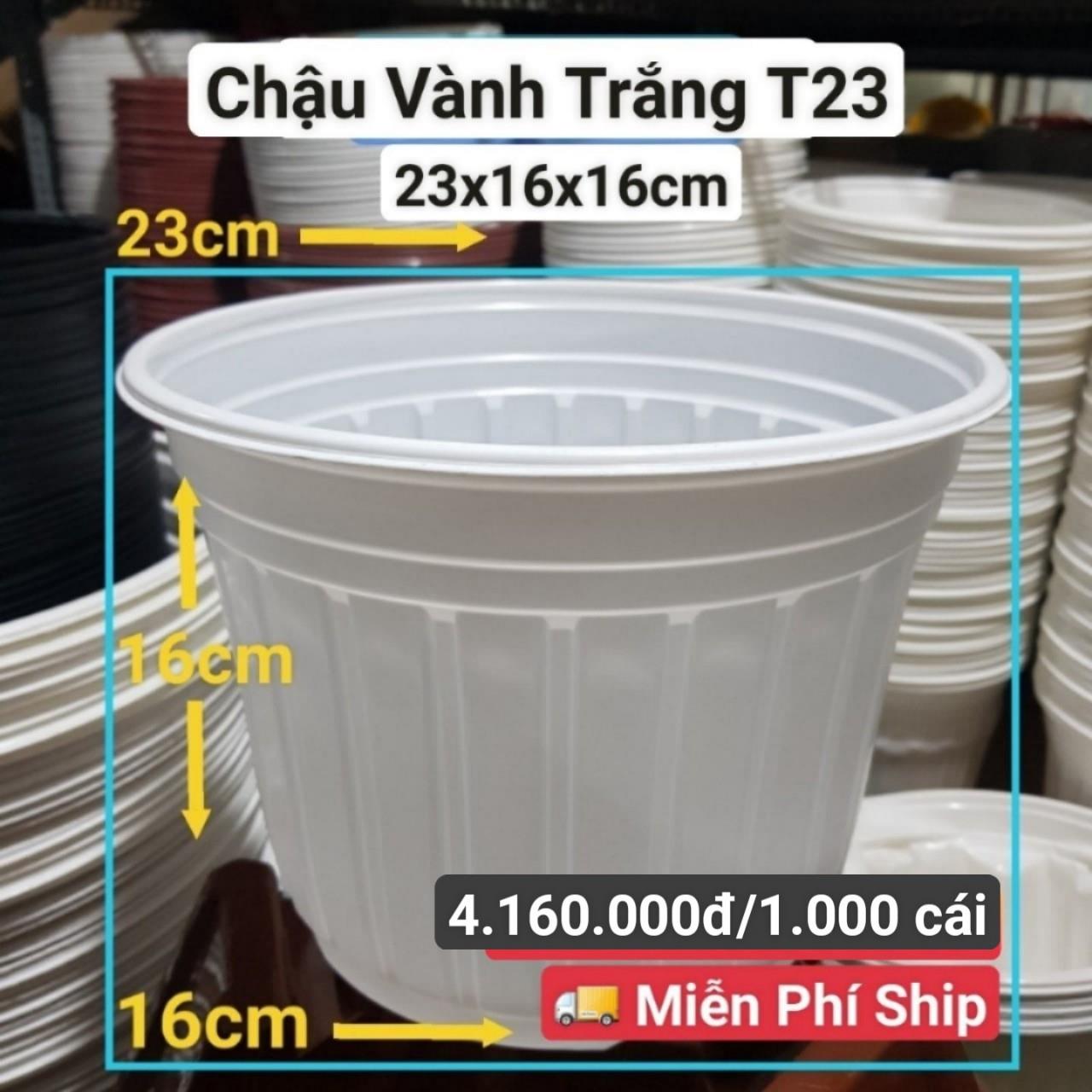 1000 Chậu Vành Trắng T23