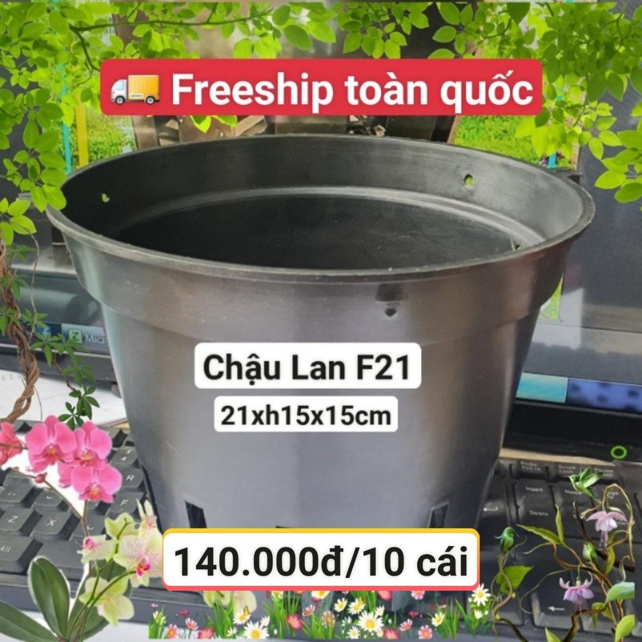 10 Chậu Lan Đen F21