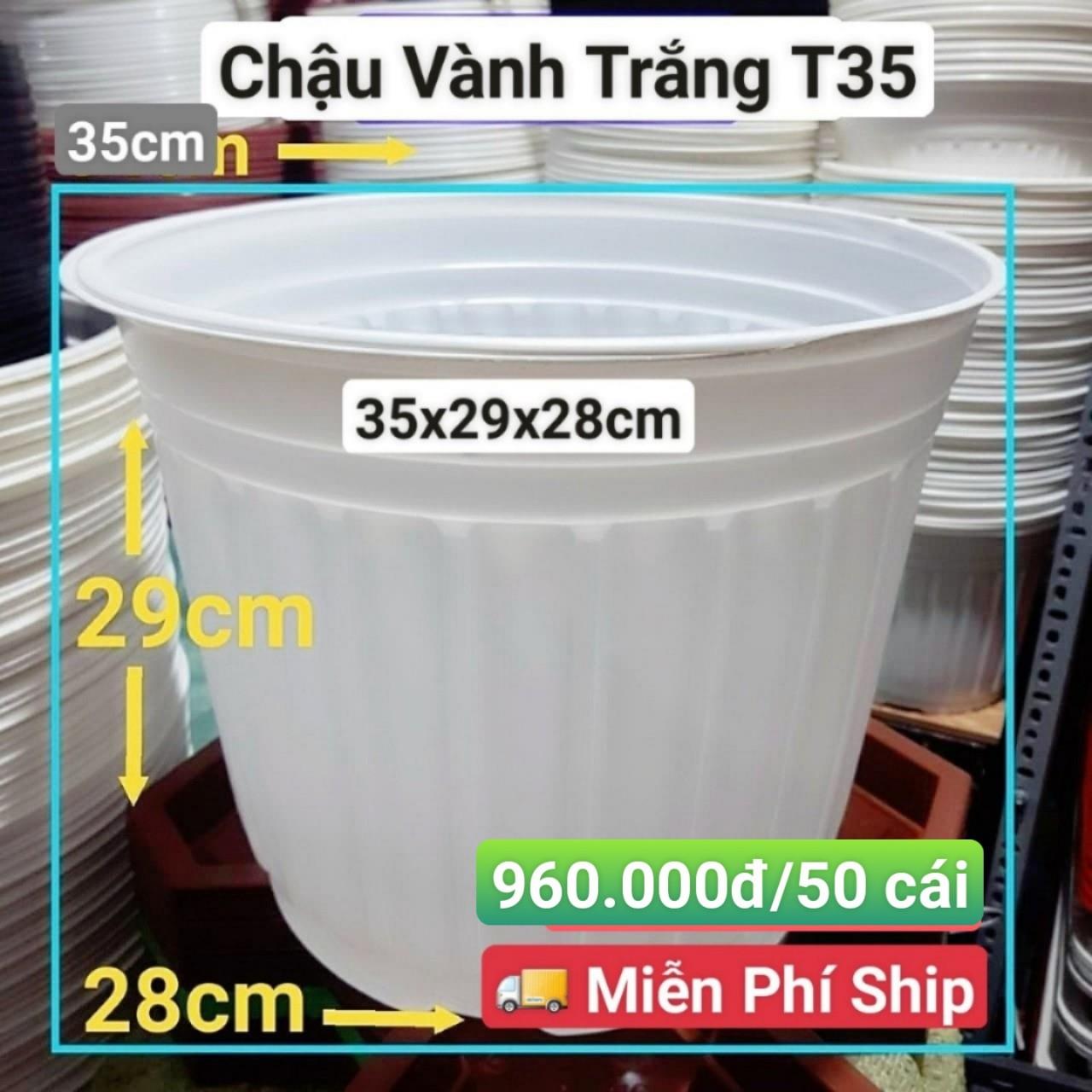 50 Chậu Vành Trắng T35
