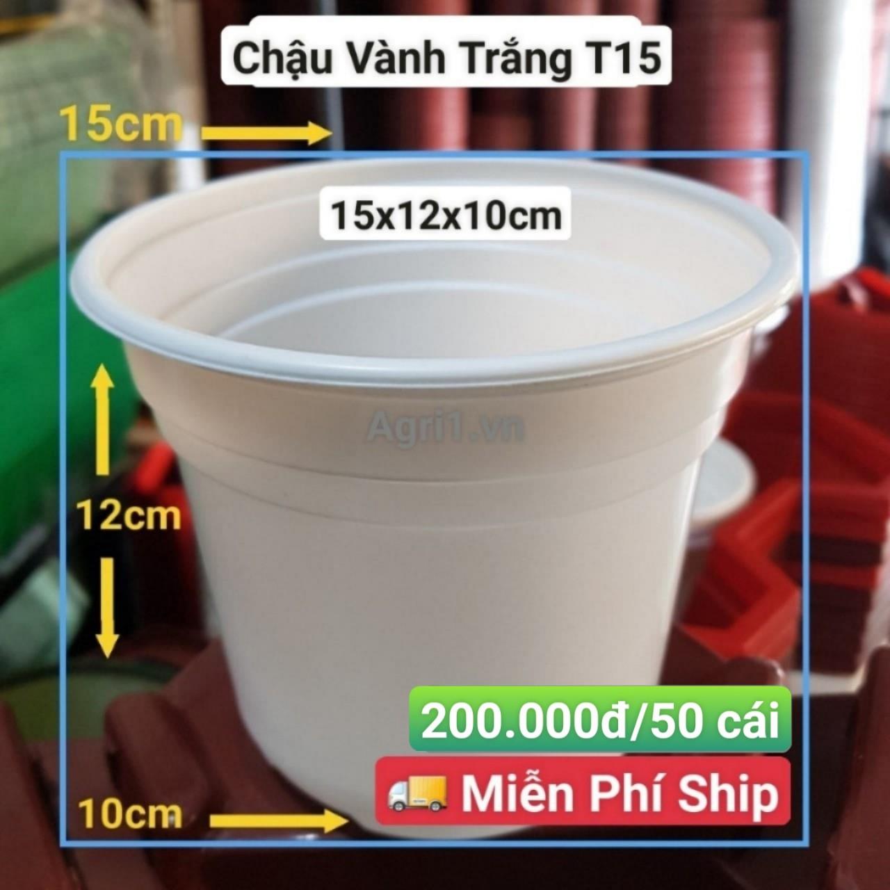 50 Chậu Vành Trắng T15
