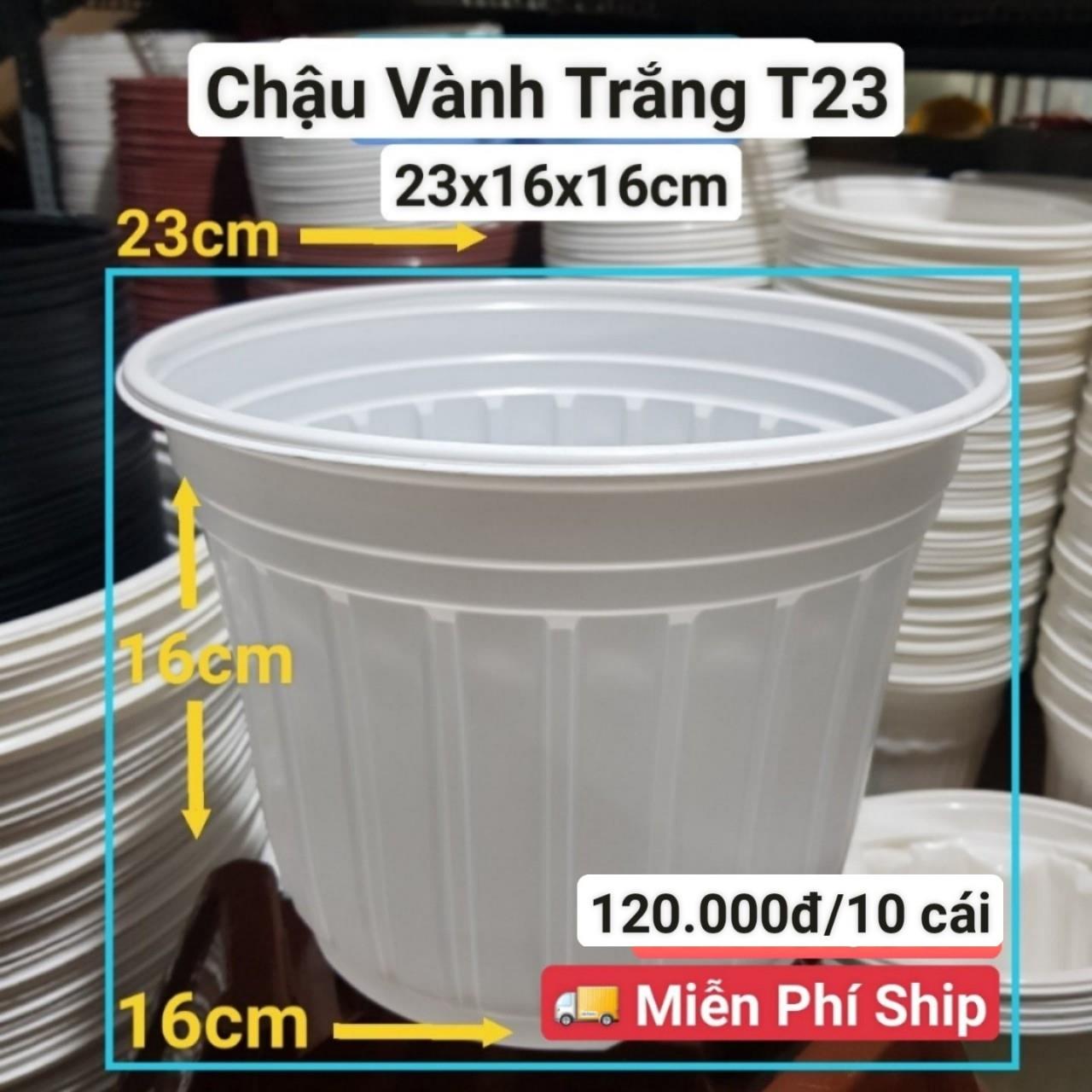 10 Chậu Vành Trắng T23