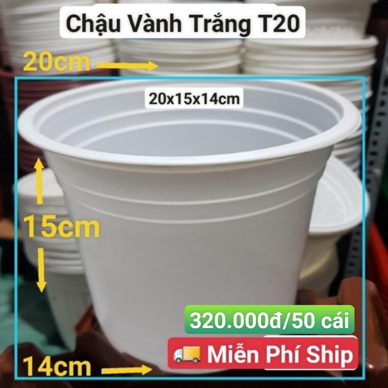50 Chậu Vành Trắng T20