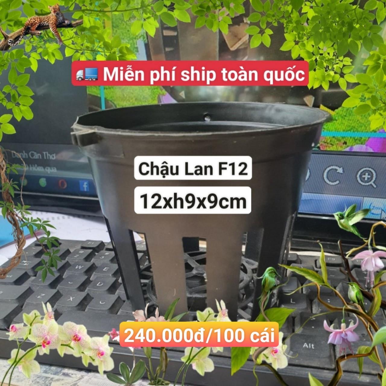 100 Chậu Lan Đen F12