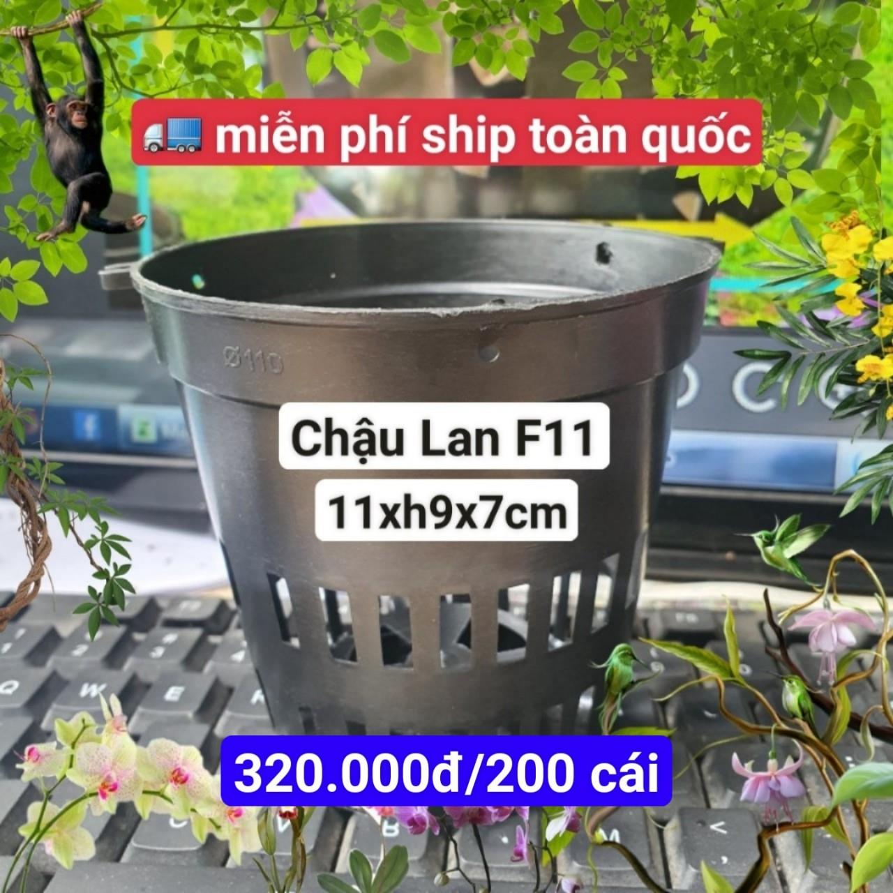 200 Chậu Lan F11
