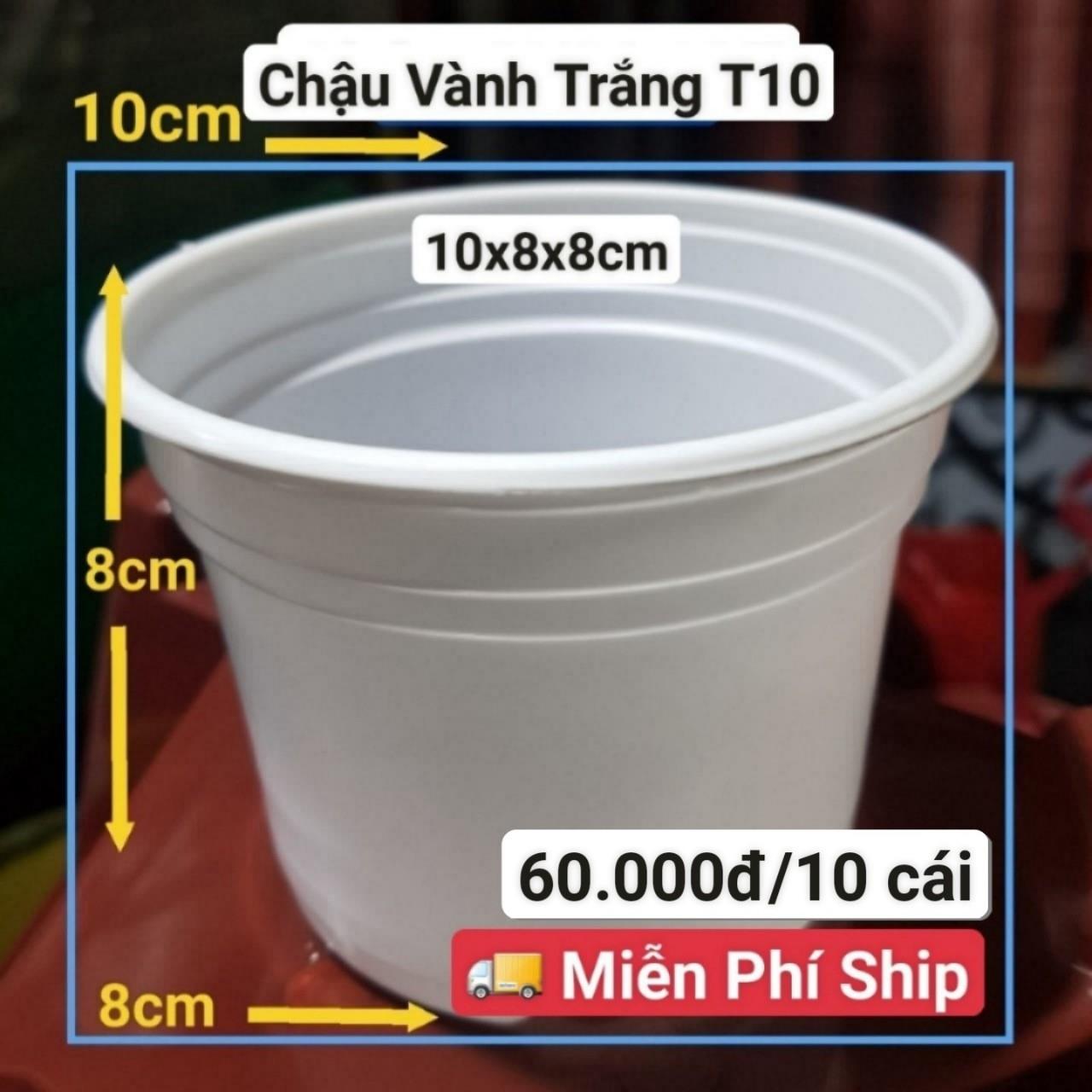 10 Chậu Vành Trắng T10