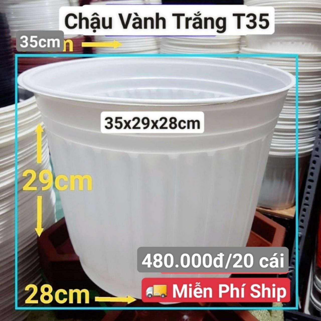 20 Chậu Vành Trắng T35