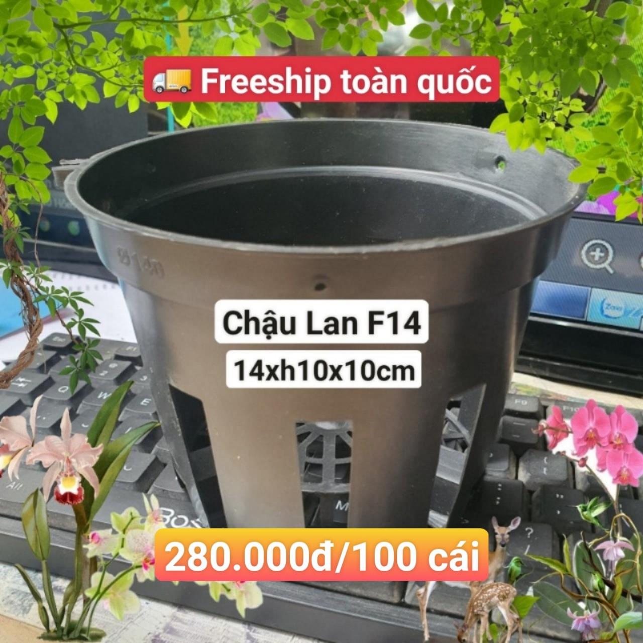 100 Chậu Lan Đen F14