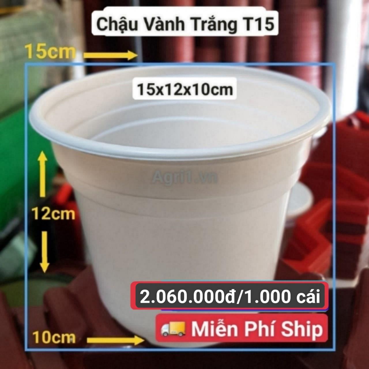 1000 Chậu Vành Trắng T15
