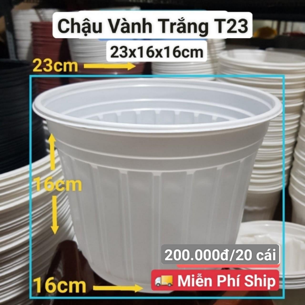 20 Chậu Vành Trắng T23