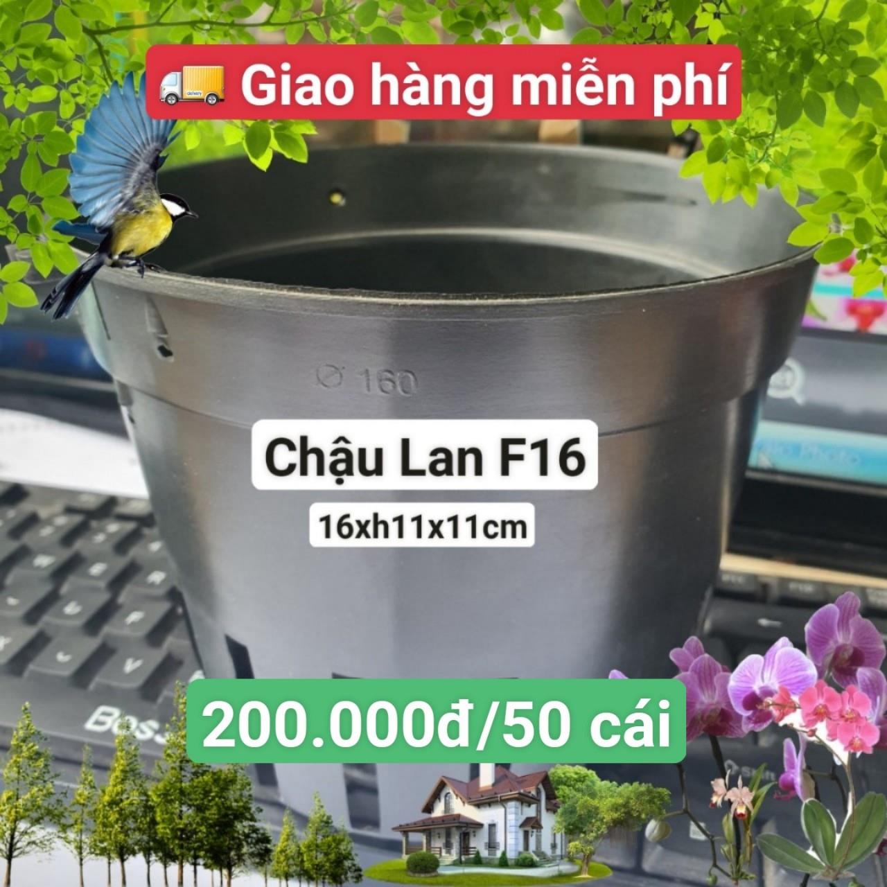 50 Chậu Lan Đen F16