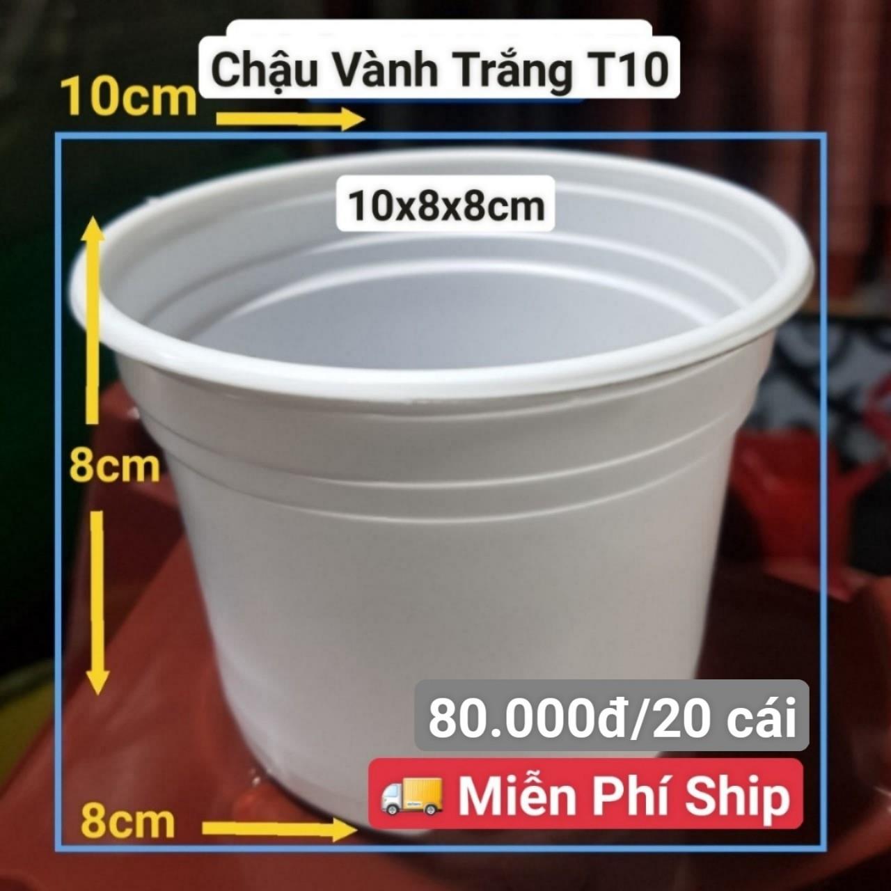 20 Chậu Vành Trắng T10