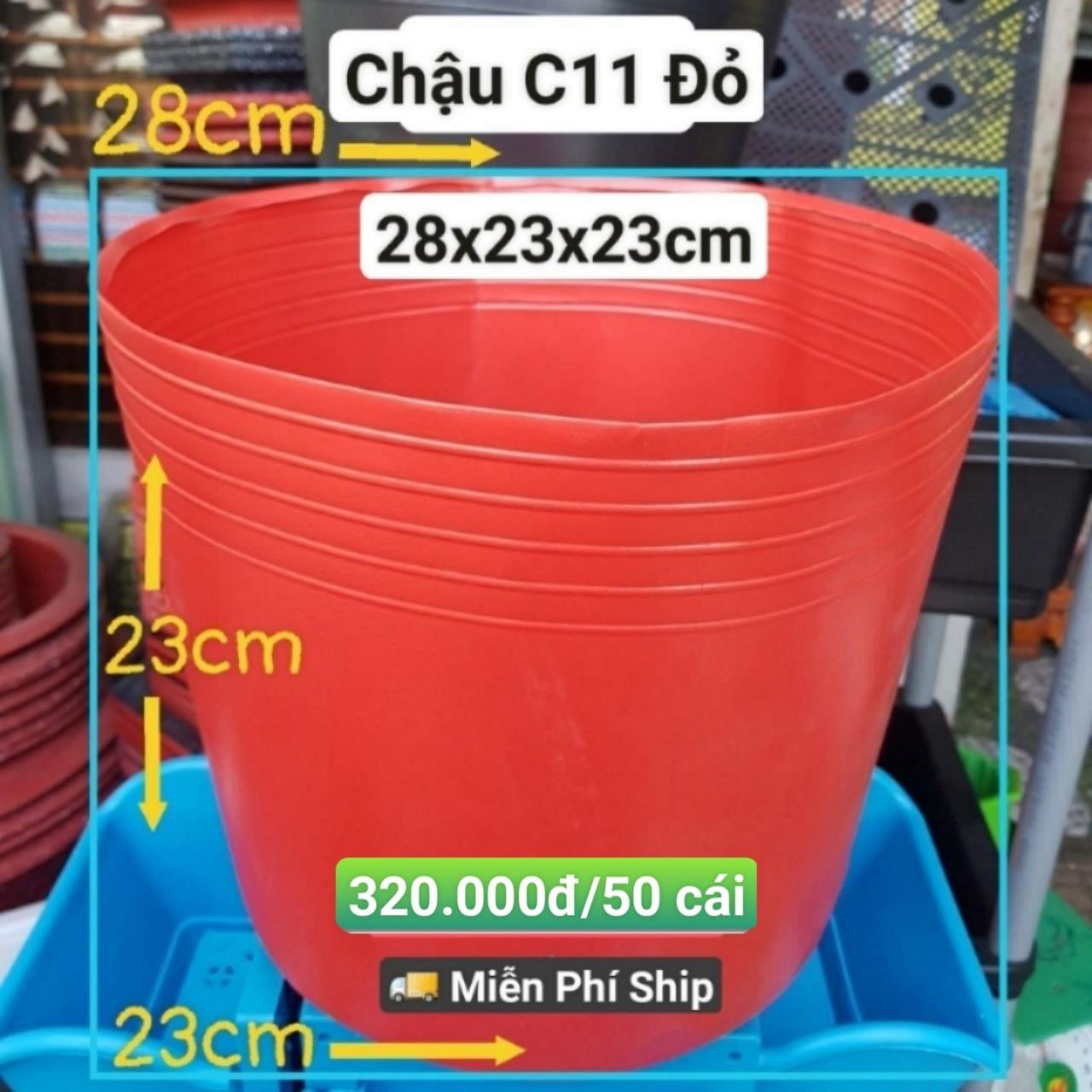 50 Chậu Mềm Đỏ C11