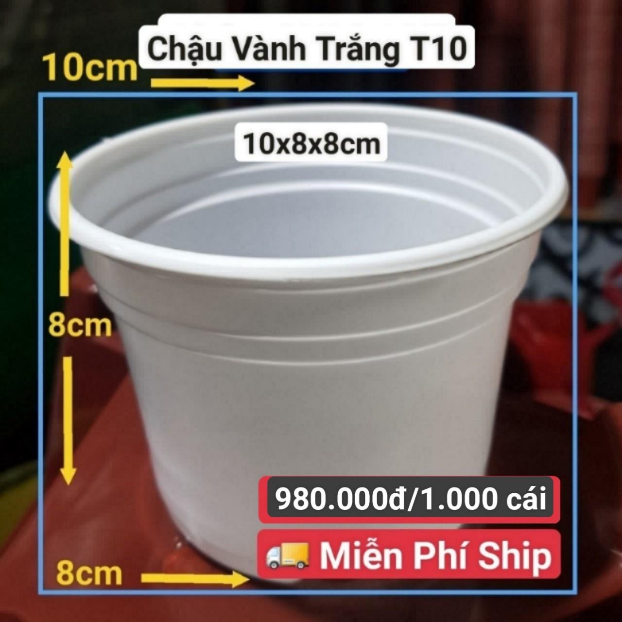 1000 Chậu Vành Trắng T10