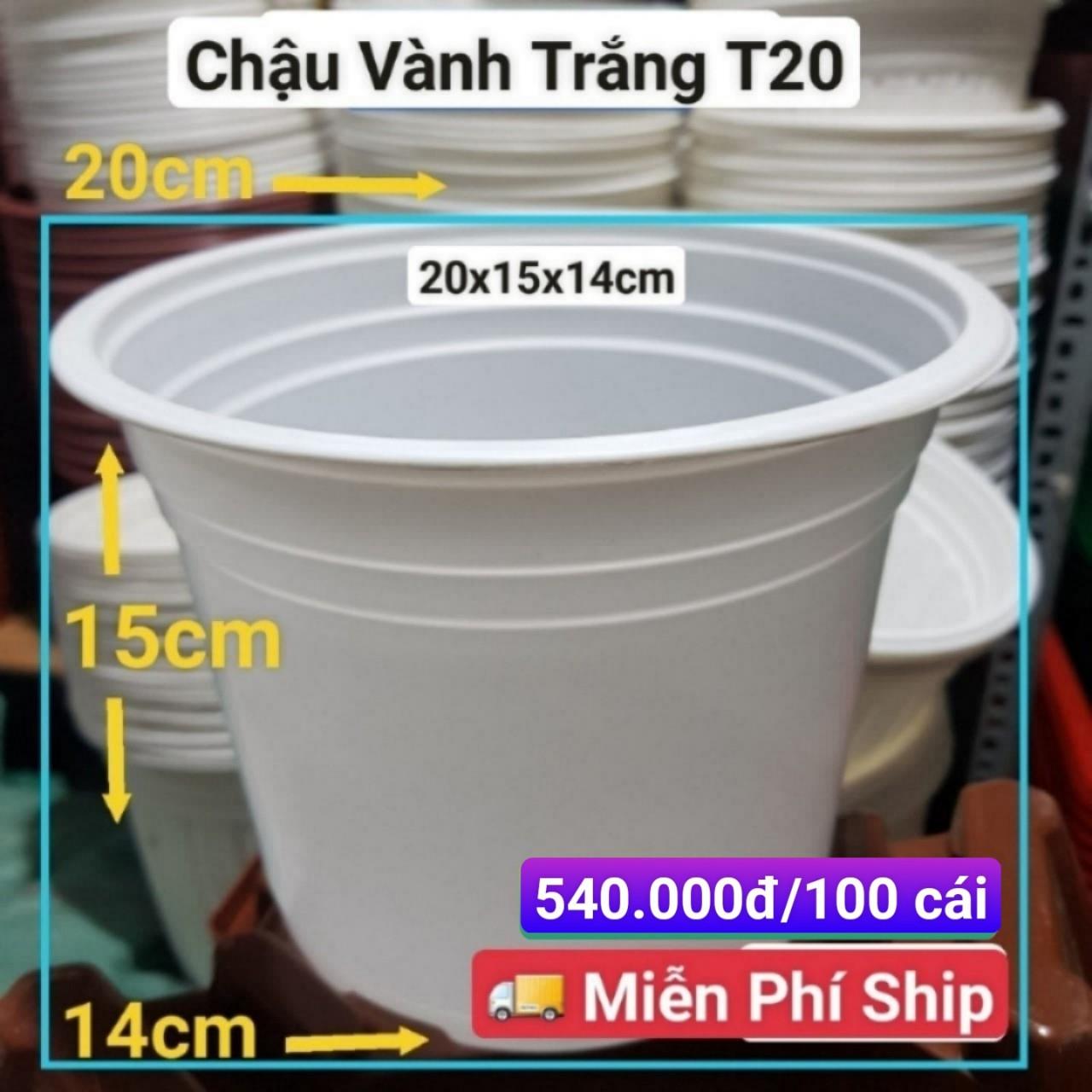 100 Chậu Vành Trắng T20