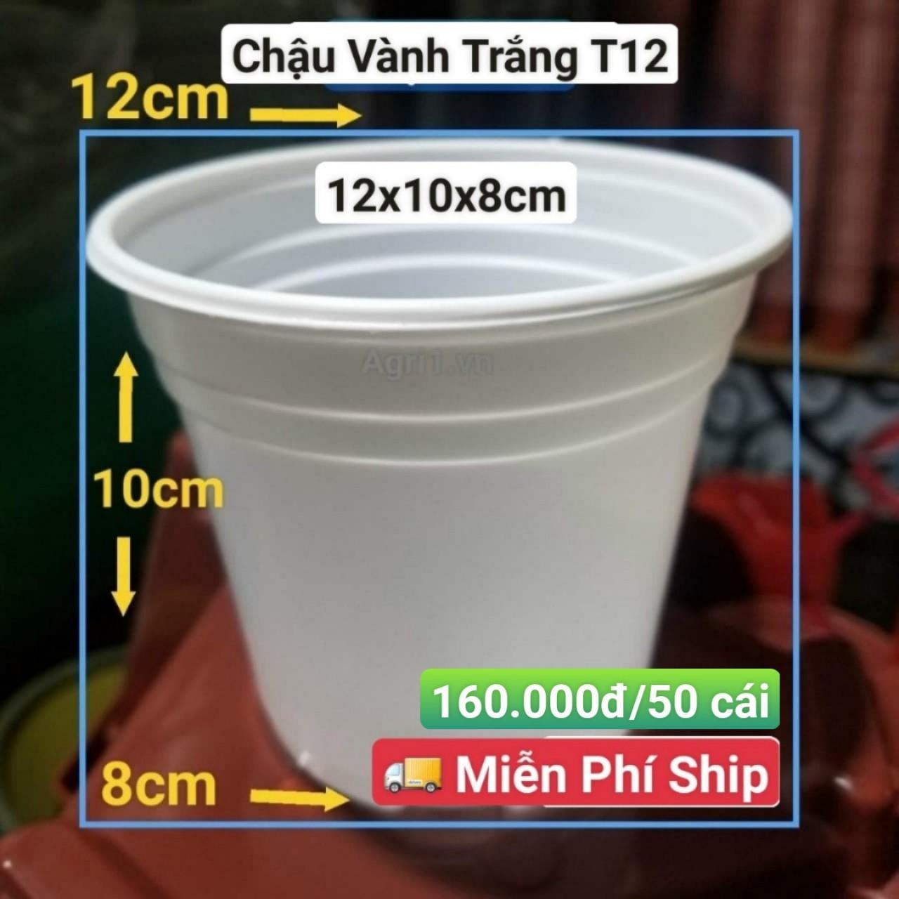50 Chậu Vành Trắng T12