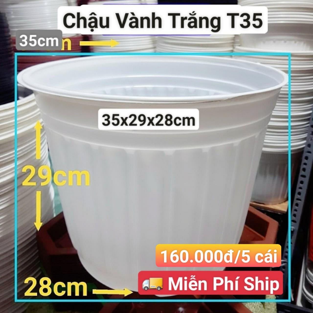 5 Chậu Vành Trắng T35