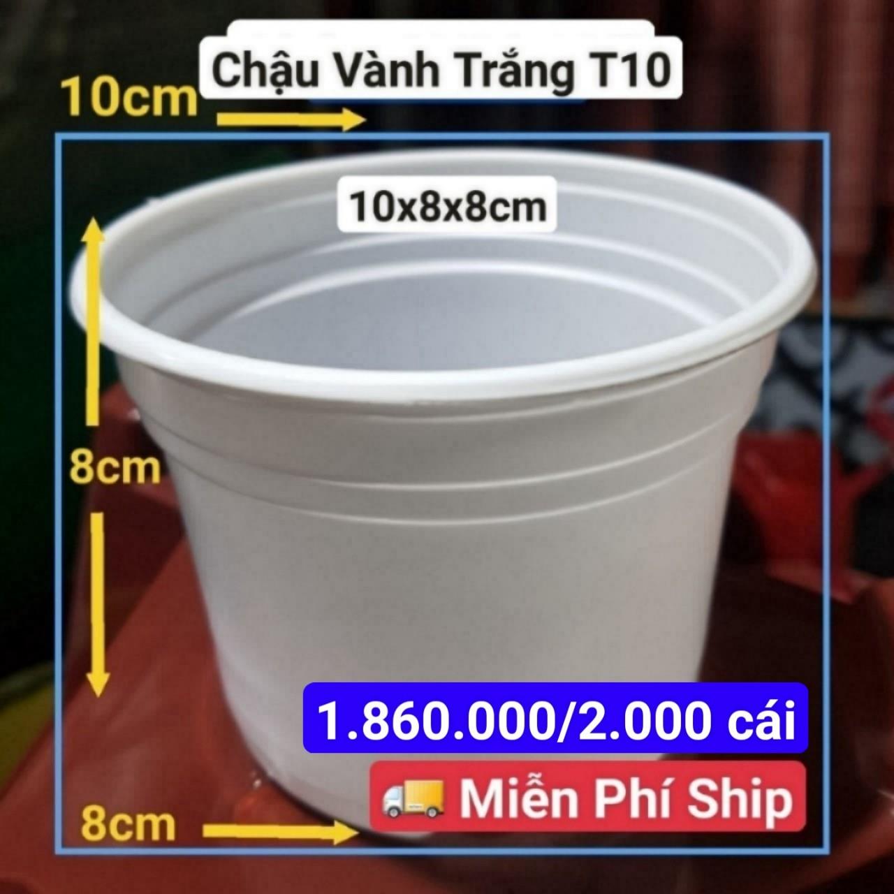 2000 Chậu Vành Trắng T10