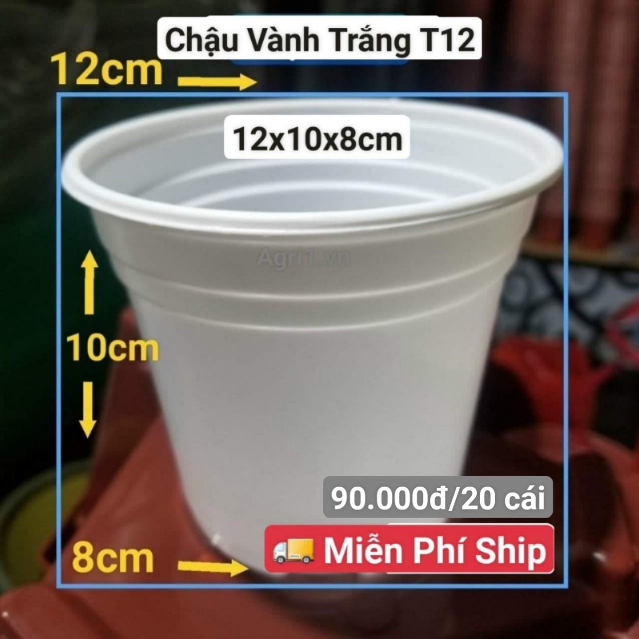 20 Chậu Vành Trắng T12