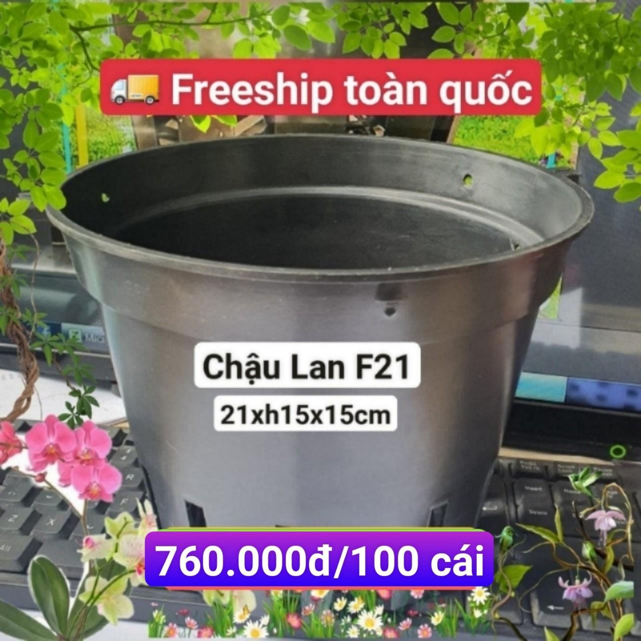 100 Chậu Lan Đen F21