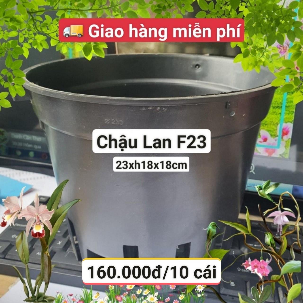 10 Chậu Lan Đen F23