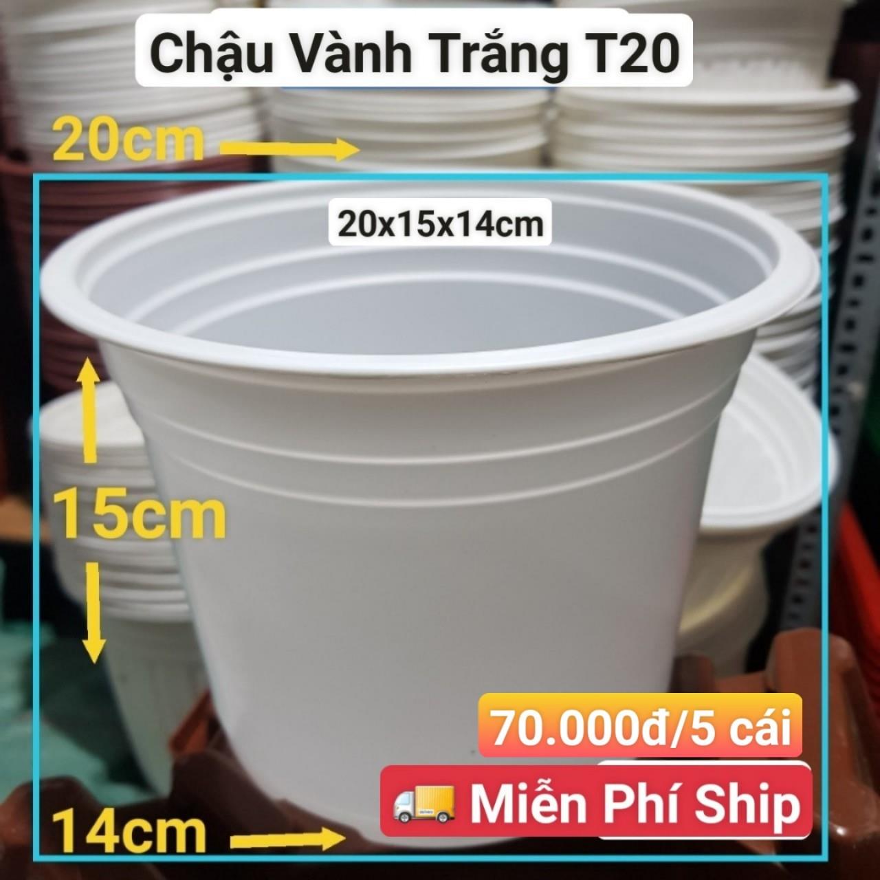 5 Chậu Vành Trắng T20