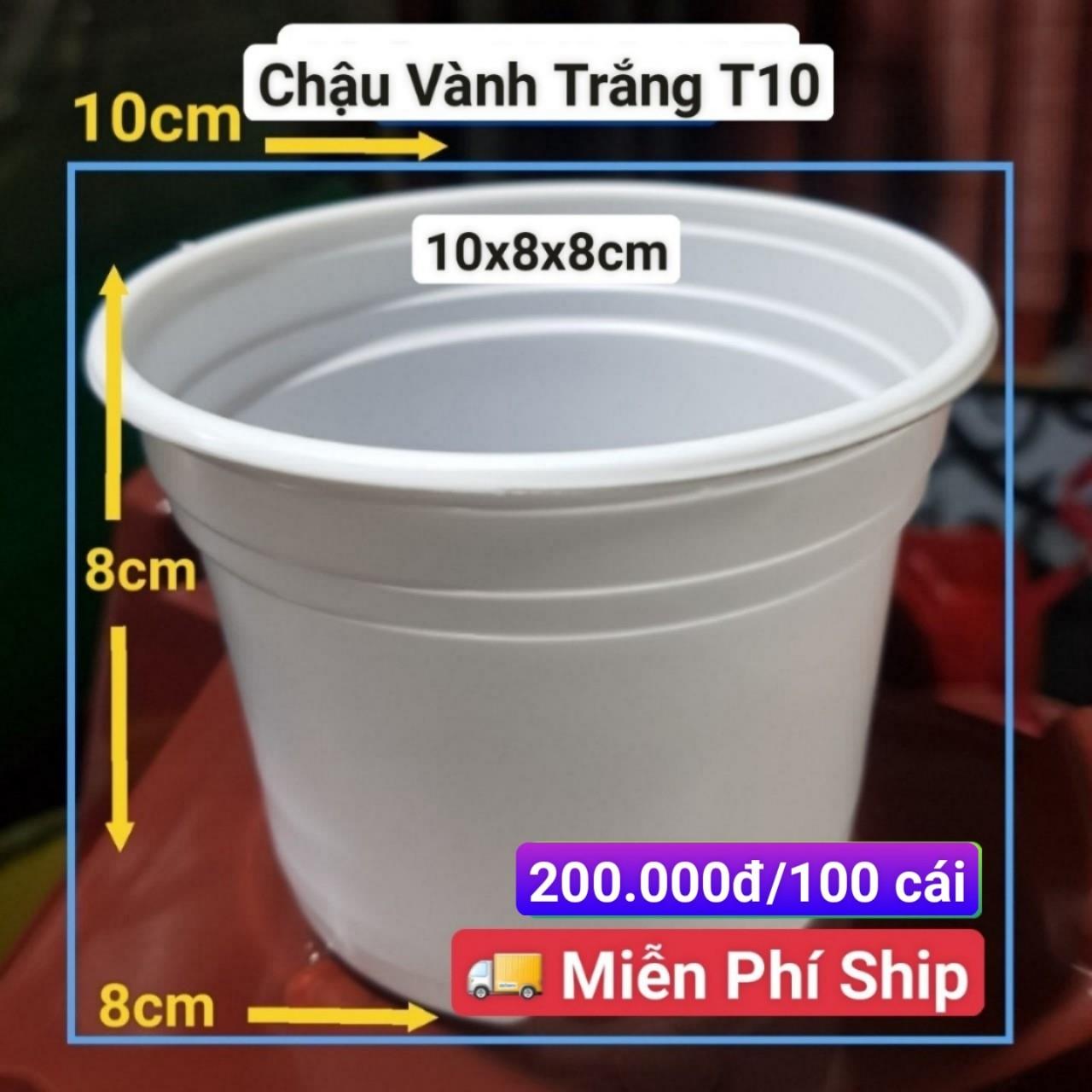 100 Chậu Vành Trắng T10