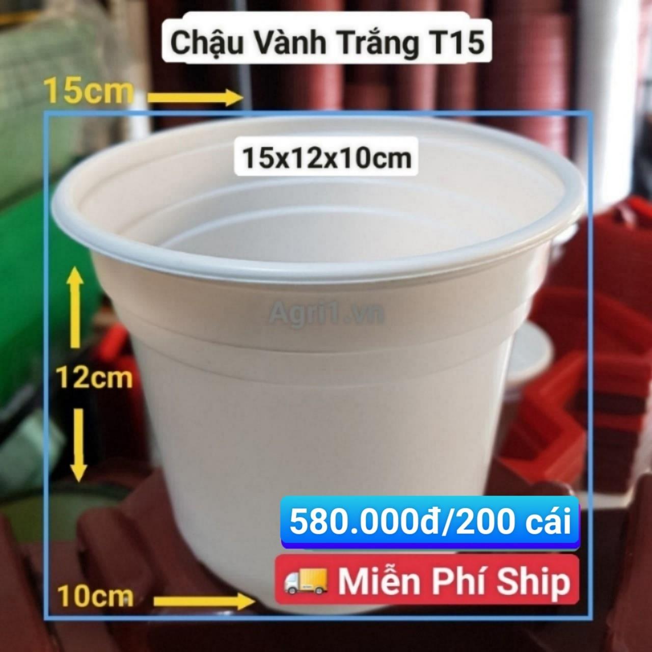 200 Chậu Vành Trắng T15