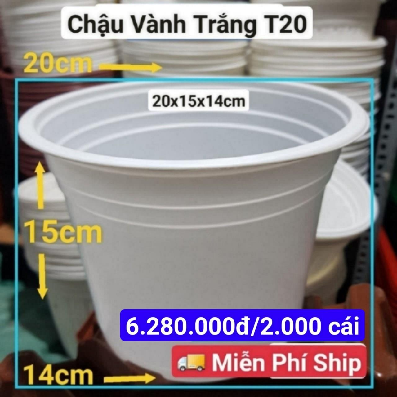 2000 Chậu Vành Trắng T20