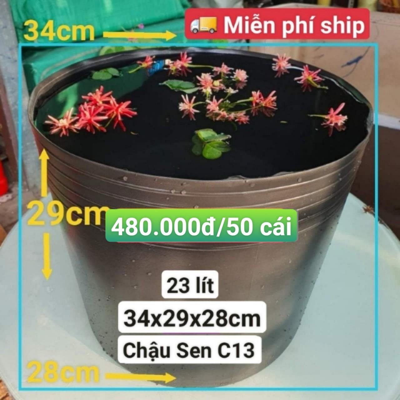 50 Chậu Nhựa Trồng Sen C13