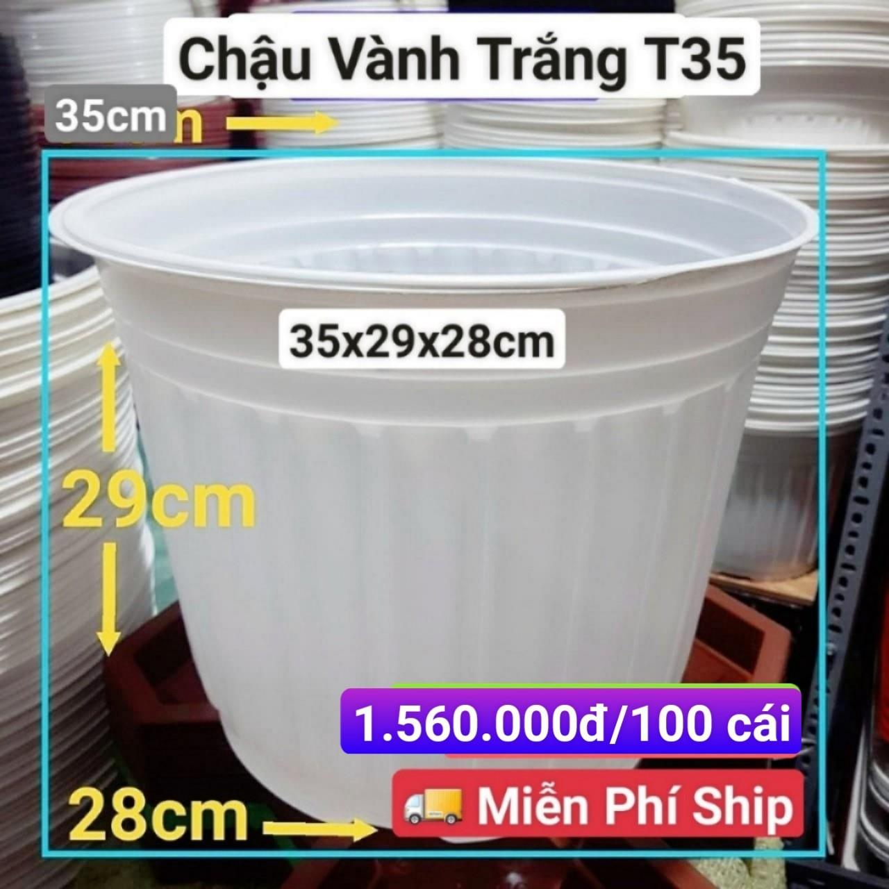 100 Chậu Vành Trắng T35