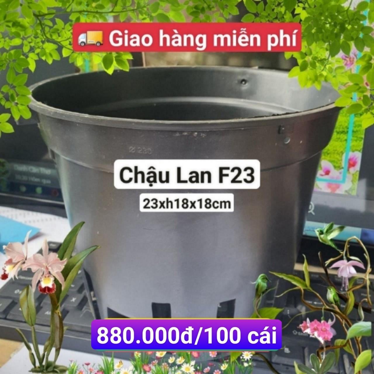 100 Chậu Lan Đen F23