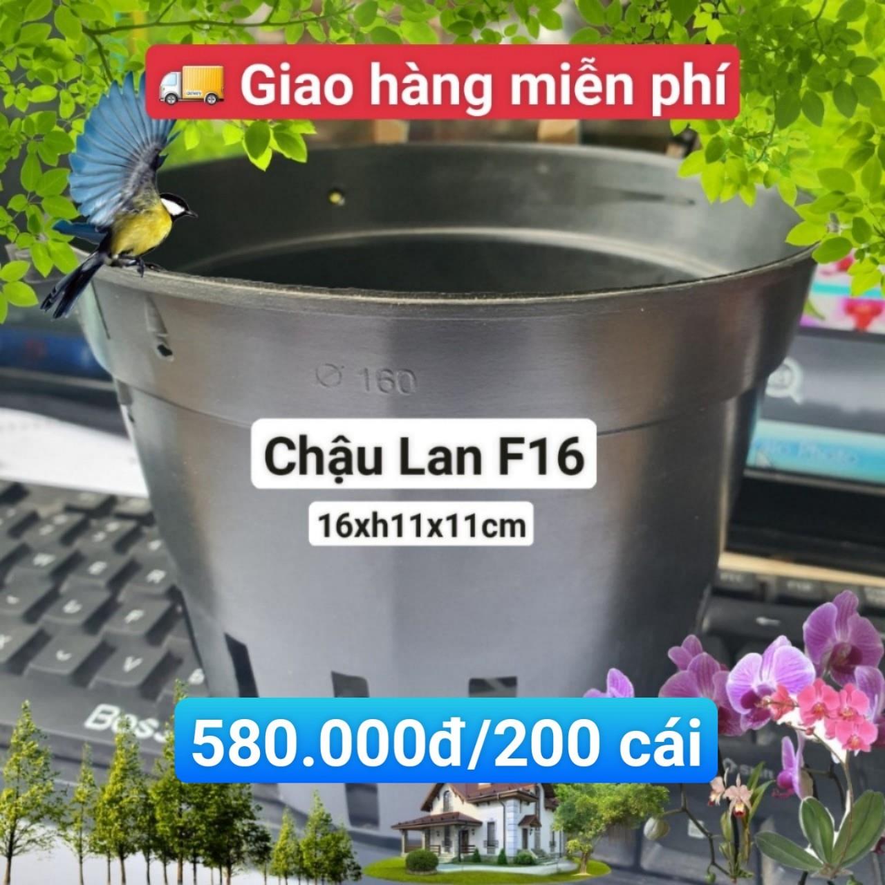 200 Chậu Lan Đen F16