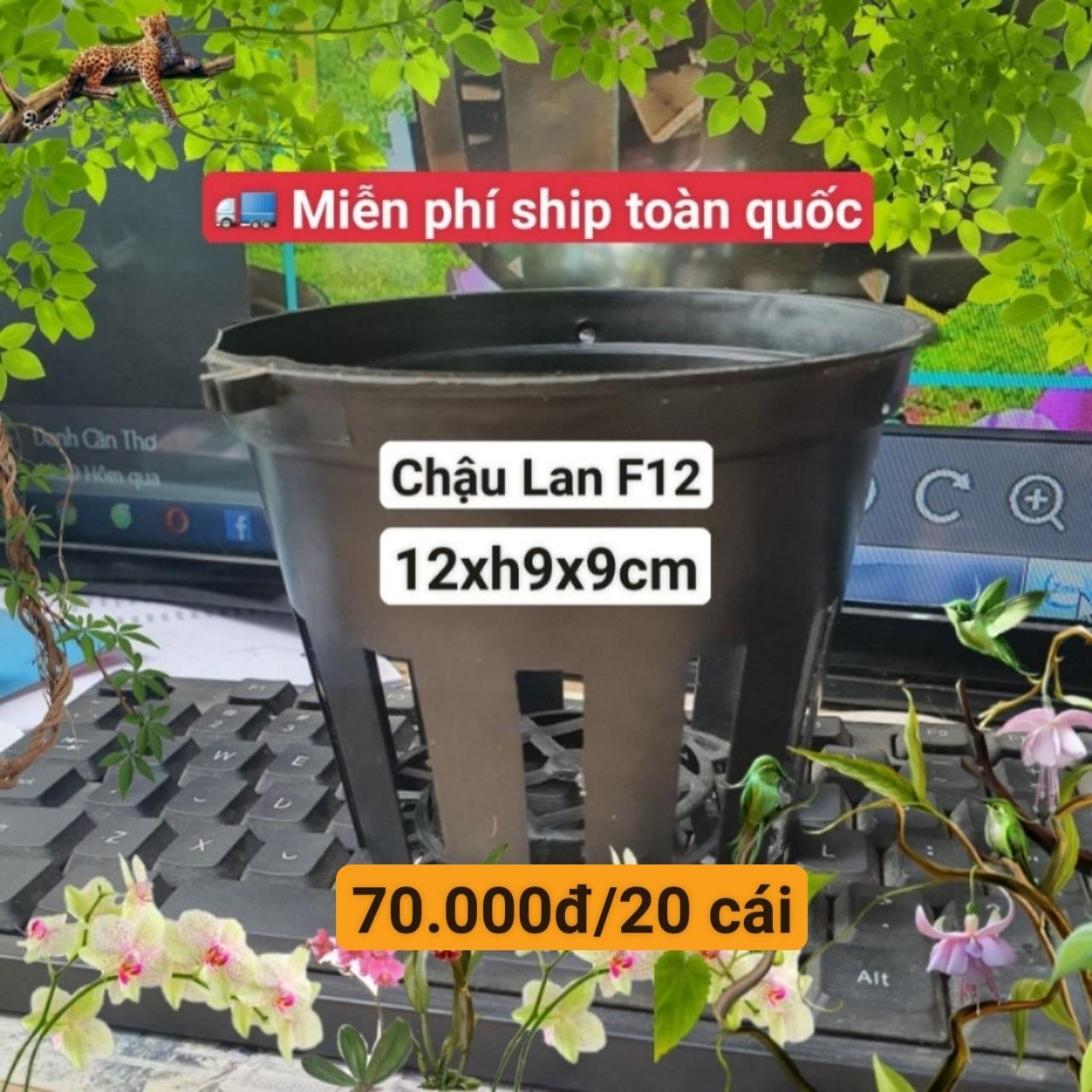 20 Chậu Lan Đen F12