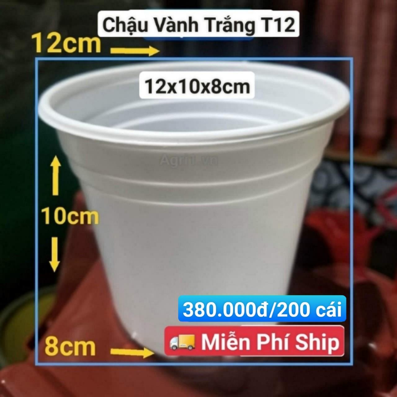 200 Chậu Vành Trắng T12