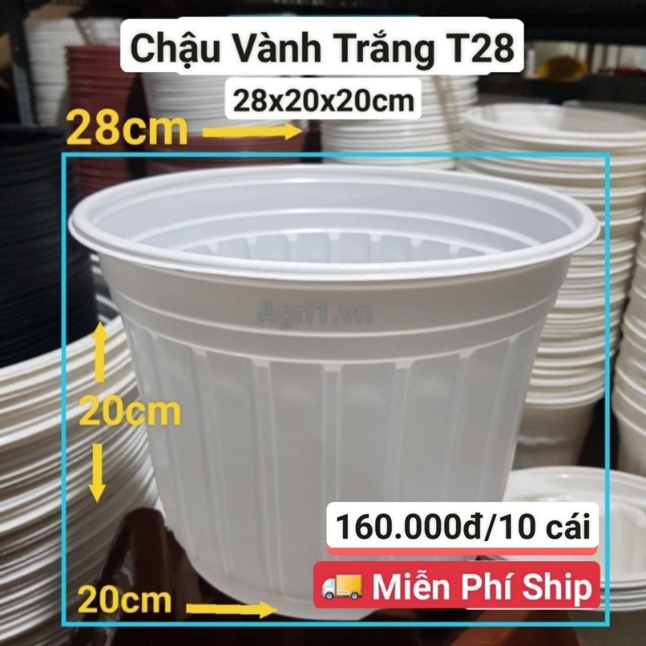 10 Chậu Vành Trắng T28
