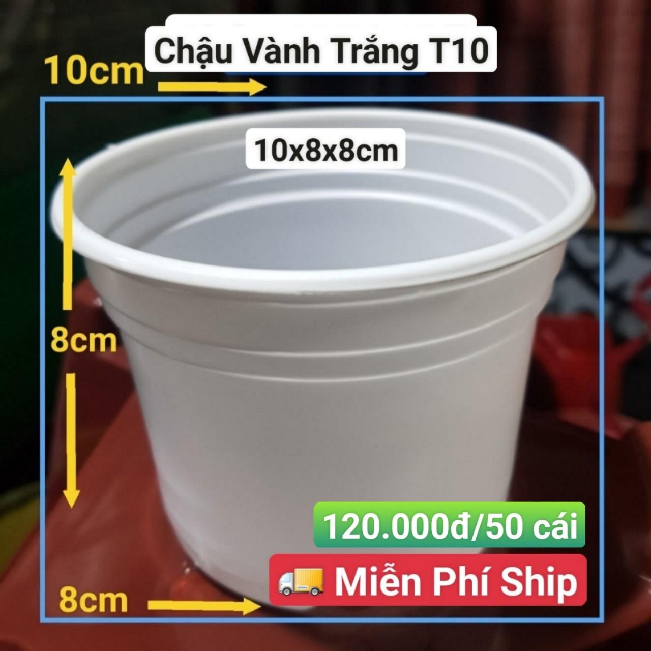 50 Chậu Vành Trắng T10