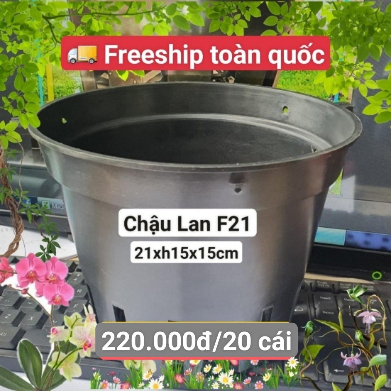 20 Chậu Lan Đen F21