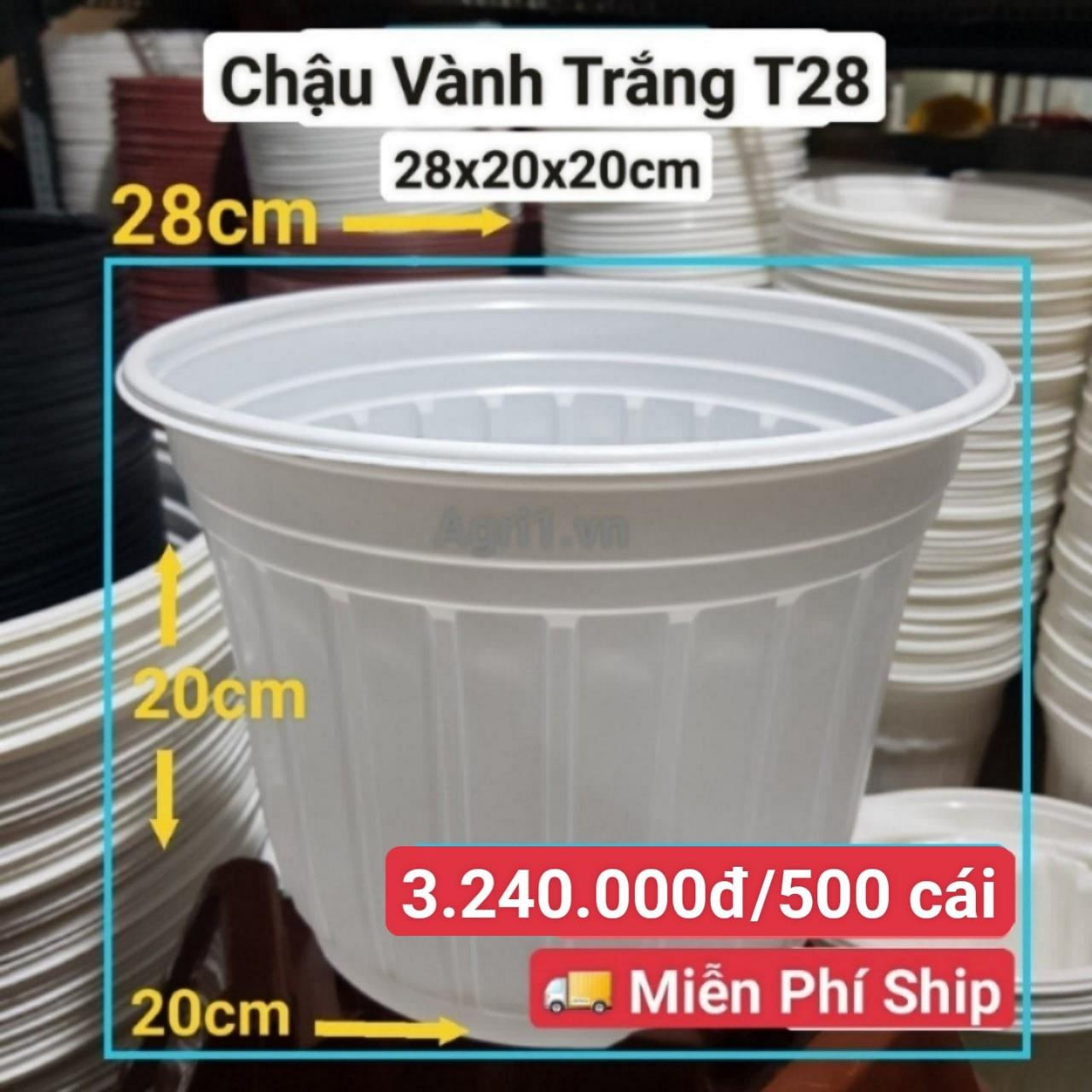 500 Chậu Vành Trắng T28
