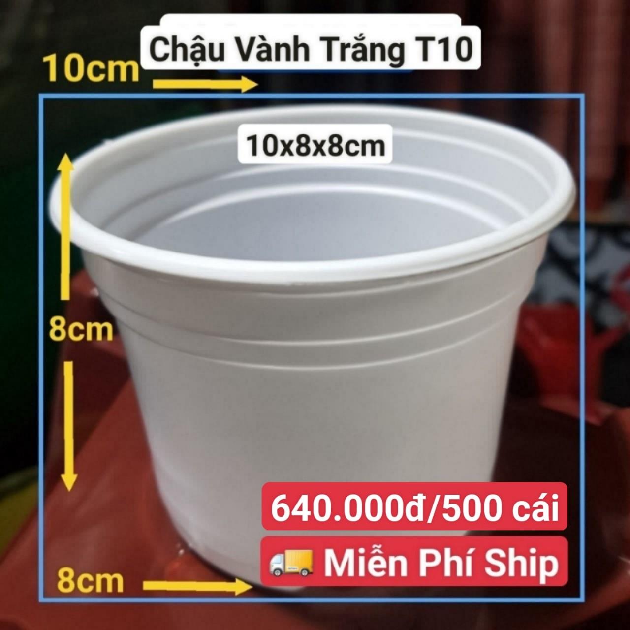 500 Chậu Vành Trắng T10