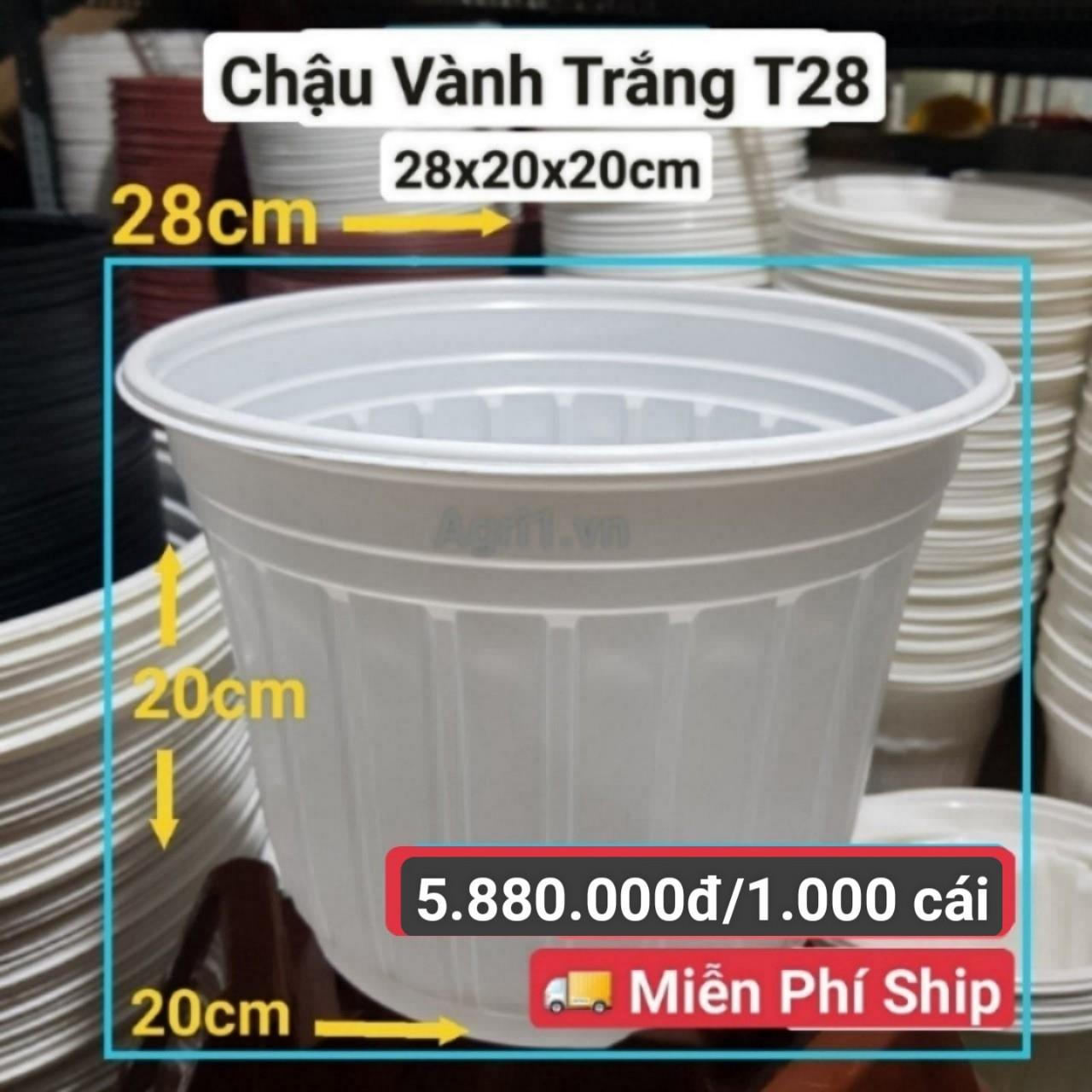 1000 Chậu Vành Trắng T28