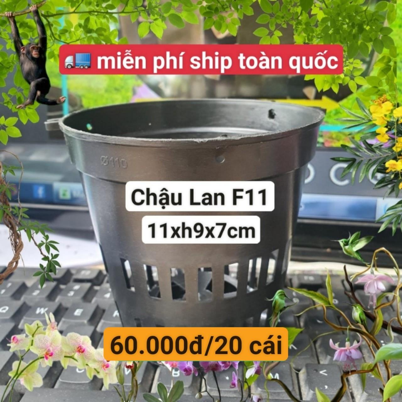 20 Chậu Lan Đen F11