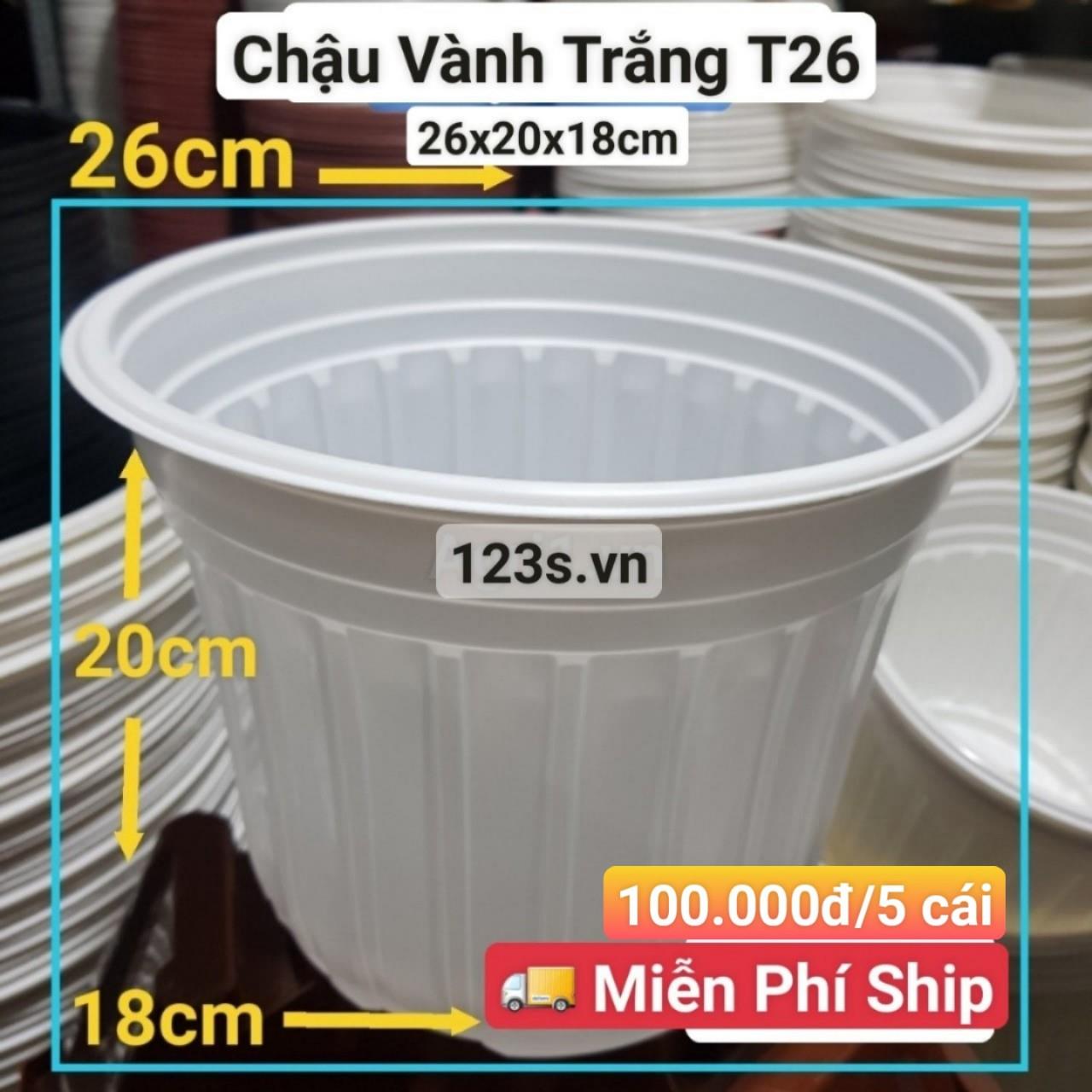 5 Chậu Vành Trắng T26