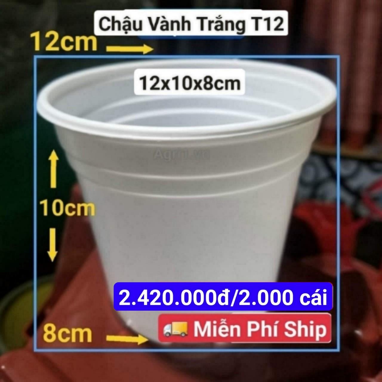 2000 Chậu Vành Trắng T12