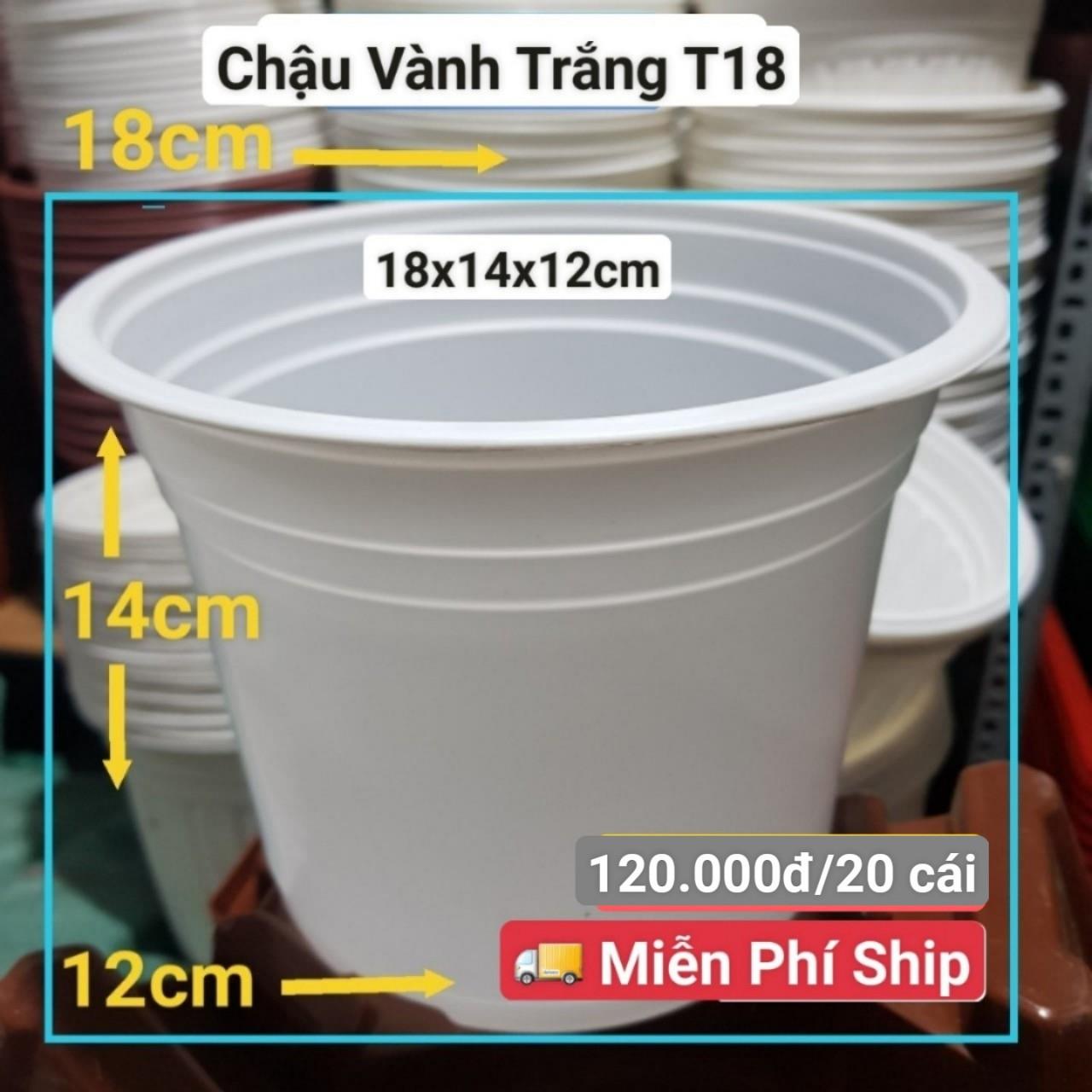 20 Chậu Vành Trắng T18