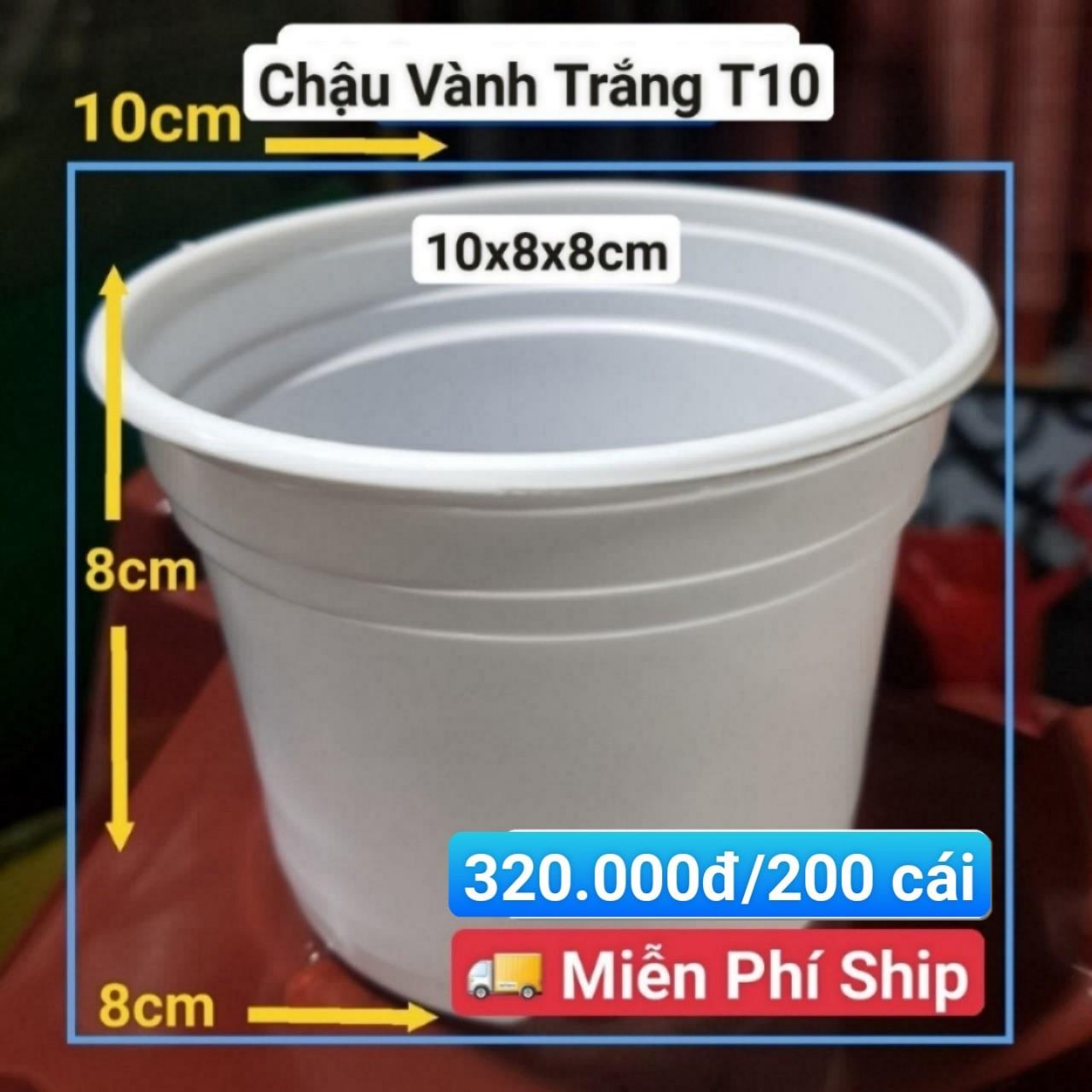200 Chậu Vành Trắng T10